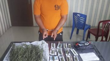 Polres Tanah Karo Tangkap Petani Simpan Ganja Siap Edar di Simpang Empat