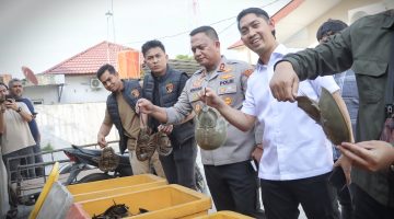 Tindak Tegas Pelaku Perdagangan Satwa Dilindungi, Polres Batu Bara Lepasliarkan Ratusan Belangkas ke Habitat Alami