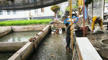 BUAH MANIS KERJA KERAS WARGA BINAAN, LAPAS LABUHAN RUKU SUKSES PANEN IKAN LELE