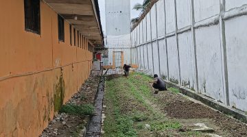 OPTIMALKAN PEMBINAAN KEMANDIRIAN, WARGA BINAAN LAPAS KELAS IIA LABUHAN RUKU LAKSANAKAN BUDIDAYA SAYUR KANGKUNG DI AREA BRANGGANG