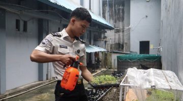 Rutan Labuhan Deli Optimalkan Perawatan Sayuran Hidroponik untuk Menjaga Kualitas dan Kesegaran Hasil Panen.